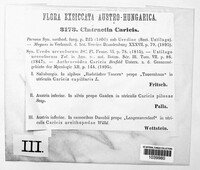 Anthracoidea caricis image
